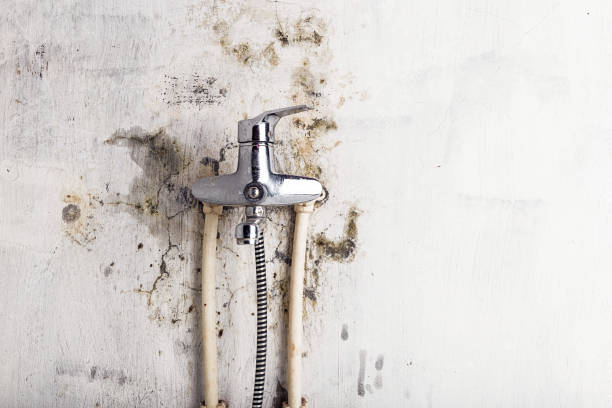 Best Home Mold Removal  in Panaca, NV