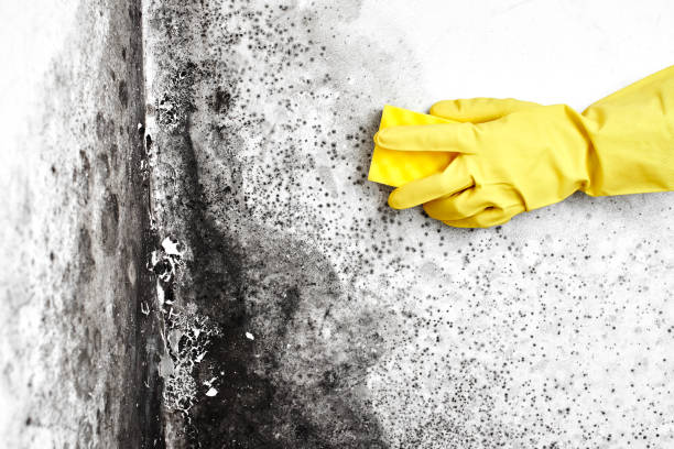 Best Same-Day Mold Removal  in Panaca, NV