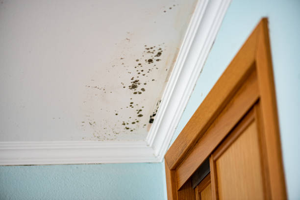 Best Toxic Mold Removal  in Panaca, NV