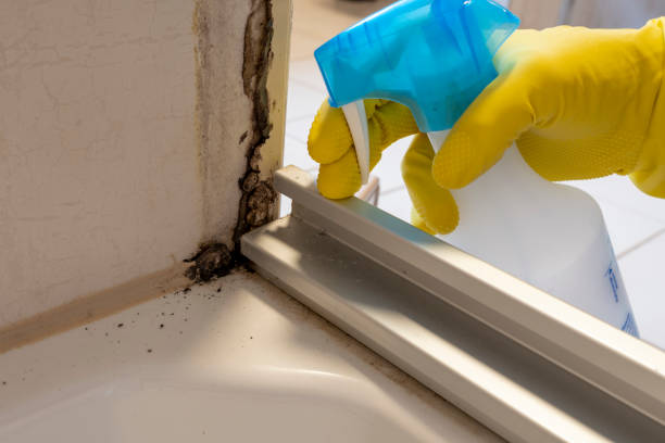 Best Mold Remediation  in Panaca, NV