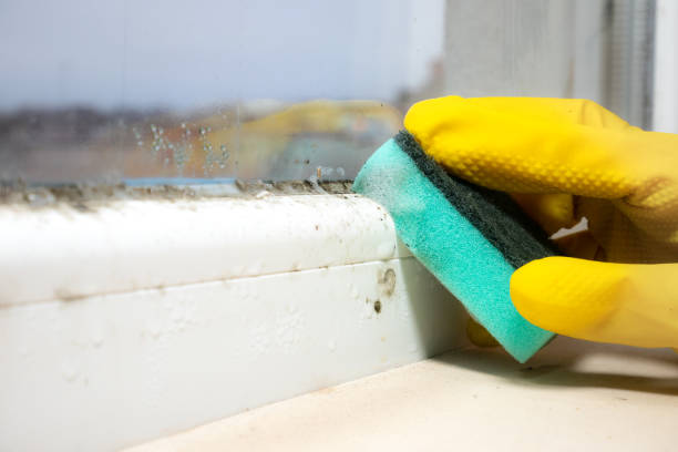 Best Residential Mold Removal  in Panaca, NV
