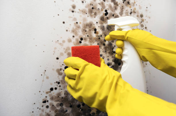 Mold Removal and Inspection in Panaca, NV