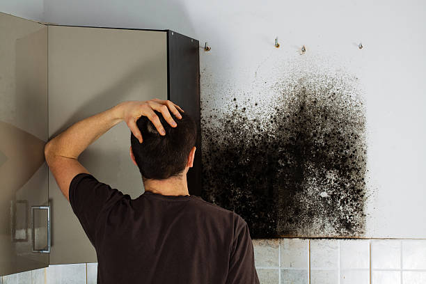 Best Affordable Mold Removal  in Panaca, NV